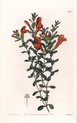 Variedad de Clinopodium rojo - Grabada por S. Watts, de una ilustración de Sarah Anne Drake, del Registro Botánico de Sydenham Edwards