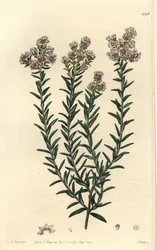 Soulangia rubra, del Botanical Register de Sydenham Edwards