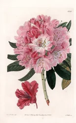 Rhododendron Híbrido Variete - Grabado por S. Watts, de una ilustración de Sarah Anne Drake (1803-1857), del Registro Botánico de Sydenham Edwards (1768-1819), Inglaterra