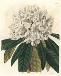 Rhododendron o azalea con flores blancas, nativa de Nepal - Agua fuerte por S. Watts de una ilustración de Sarah Anne Drake (1803-1857), del Registro Botánico