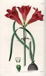 Rodophiale bifide - del Registro Botánico