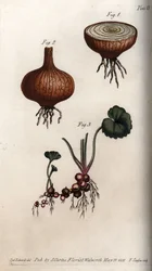 Raíces y bulbos de cebolla y saxífraga
