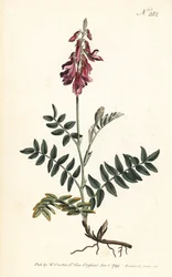 Sainfoin de los Alpes - Sainfoin alpino, Hedysarum hedysaroides