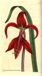 Lirio de Santiago - Sprekelia formosissima. Grabado en cobre coloreado a mano e ilustración botánica por James Sowerby del Botanical Magazine de William Curtis, Lambeth Marsh, Londres