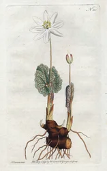 Sanguinaria del Canadá