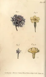 Flor de escabiosa
