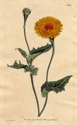 Escorzonera de Tánger o hierba de víbora con hoja de amapola, flores amarillas con corazón carmesí. Escorzonera de Tánger: flor amarilla con centro moteado de carmesí. Nativa de Tánger en la costa de Berbería