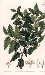 Arbusto Schinus latifolia, variedad de pimienta - Placa grabada por S.Watts, de una ilustración de Sarah Anne Drake, del Botanical Register de Sydenham Edwards