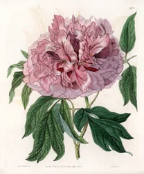 Peonía arbustiva o peonía de oveja - Tabla grabada por S. Watts, de una ilustración de Sarah Anne Drake, del Registro Botánico de Sydenham Edwards, Inglaterra