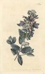 Germander arbustivo, Teucrium fruticans (Teucrium latifolium) - Grabado en cobre coloreado a mano de Sansom después de una ilustración de Sydenham Edwards del Botanical Magazine de William Curtis, Londres