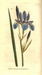 Iris siberiano, del Botanical Magazine de William Curtis