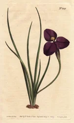 Patersonia sedosa con flor púrpura oscura