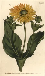 Silphium o hierba de resina, Silphium asteriscus, Polygamia nessaria. Grabado en cobre coloreado a mano de F. Sansom de una ilustración botánica de Sydenham Edwards para las Lectures on Botany de William Curtis, como se impartieron en el Jardín Botánico de