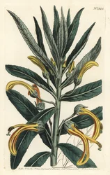 Siphocampylus giganteus, en peligro de extinción (Lobelia gigantea). Grabado en cobre coloreado a mano por F. Sansom Jr. de una ilustración de Sydenham Edwards del Botanical Magazine de William Curtis, T. Curtis, Londres