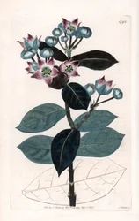 Árbol de manzana de Sodoma o árbol de seda - Placa grabada por S. Watts, de una ilustración de Sarah Anne Drake, del Registro Botánico de Sydenham Edwards, Inglaterra