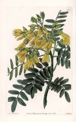 Sophora variete sudamericana - Grabado por S. Watts, de una ilustración de Sarah Anne Drake (1803-1857), del Registro Botánico de Sydenham Edwards (1768-1819), Inglaterra