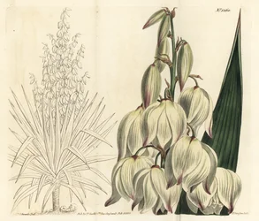 Daga española o aguja de Adán, Yucca gloriosa. Grabado en cobre coloreado a mano por F. Sansom Jr. después de una ilustración de Sydenham Edwards del Botanical Magazine de William Curtis, T. Curtis, Londres