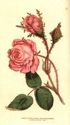 Rosa centifolia f. muscosa, del Botanical Magazine de William Curtis