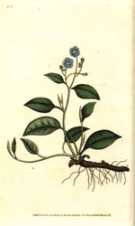 Omphalodes de primavera o Borraginácea pequeña - Omphalodes rastrera, Omphalodes verna (omphalodes azul, Cynoglossum omphalodes). Grabado en cobre coloreado a mano después de una ilustración botánica de James Sowerby del The Botanical Magazine de William C