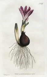 Bulbocode de primavera o campanilla - Litografía de Sydenham Edwards, del Botanical Magazine de William Curtis
