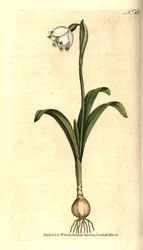Campanilla de primavera o Claudinette - del Registro Botánico