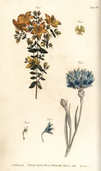 Hierba de San Juan, Hypericum perforatum, Polyadelphia