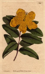 Hypericum calycinum
