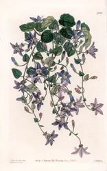 Campanula estrellada - Placa grabada por S. Watts, de una ilustración de Sarah Anne Drake (1803-1857), del Registro Botánico de Sydenham Edwards (1768-1819), Inglaterra