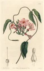 Echite estelar, nativa de Brasil - del Registro Botánico