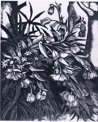 Hellebore apestoso, Nature in Britain publicado por Collins