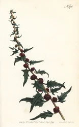 Espinaca fresa en una baguette - Cenizo frondoso, Chenopodium foliosum (Bledo en espiga, Blitum virgatum). Grabado por Sansom a partir de una ilustración de Sydenham Edwards del Botanical Magazine de William Curtis, Londres