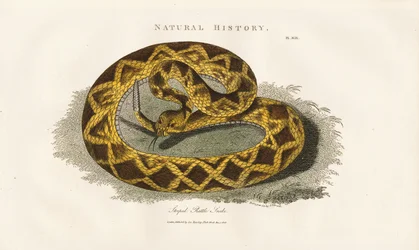 Serpiente de cascabel rayada