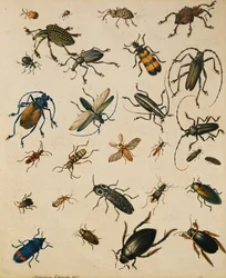 Estudios de Insectos