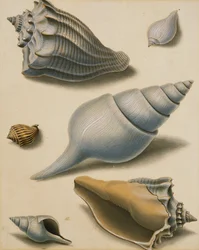 Estudios de conchas y flora marina