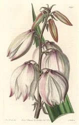 Yuca soberbia, del Registro Botánico
