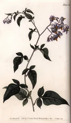 Dulcamara. Grabado en cobre coloreado, ilustración de Sydenham Edwards (1768-1819) para Conferences of Botanical, Jardín Botánico de Lambeth (Inglaterra)