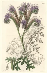 Phacelia de hoja de tanaceto, nativa de California - Agua fuerte de S. Watts de una ilustración de Sarah Anne Drake (1803-1857), del Registro Botánico