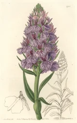 Orquídea terrestre endémica de la isla de Madeira - Aguafuerte de S. Watts a partir de una ilustración de Sarah Anne Drake (1803-1857), de The Botanical Register