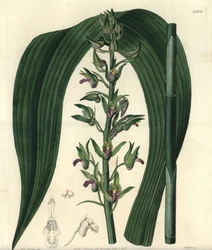 Variedad de orquídea terrestre - Orquídea coco silvestre, Eulophia alta (cirtopodio de Woodford, Cyrtopodium woodfordii). Grabado en cobre coloreado a mano por S. Watts según una ilustración de la señorita Sarah Drake del Botanical Register de Sydenham