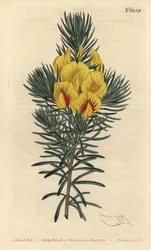 Cyclopia genistoides (Ibbetsonia genistoides). Grabado en cobre coloreado a mano por F. Sansom Jr. después de una ilustración de Sydenham Edwards de la Revista Botánica de William Curtis