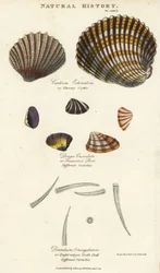 Berberecho espinoso, Cardium echinatum, purr truncado, Donax crenulata, y concha dental de ocho crestas, Dentalium octangulatum. Grabado en cobre coloreado a mano según Sydenham Edwards, de Pantologia, a New Encyclopedia de John Mason Good, G. Kearsley