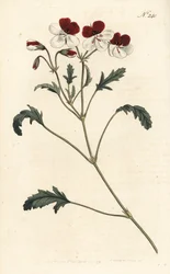 Geranio tricolor, Pelargonium tricolor. Grabado en cobre a mano coloreado por Sansom después de una ilustración de Sydenham Edwards del Botanical Magazine de William Curtis, Londres