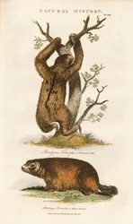 Perezoso de tres dedos y marmota alpina