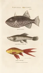Tres peces marinos