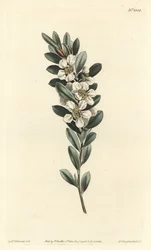 Árbol de té o mirto australiano - Árbol de té costero, Leptospermum laevigatum (Fabricia laevigata). Grabado en cobre coloreado a mano por F. Sansom Jr. después de una ilustración de Sydenham Edwards del Botanical Magazine de William Curtis, T. Curtis, Lon