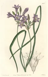 Triteleia o brodiacea lache, del Registro Botánico