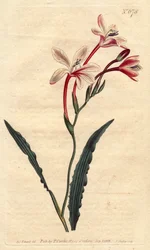 Tritonia con hojas rizadas y flores rosadas, carmesí y blancas, nativa de Sudáfrica