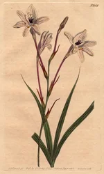 Tritonia de tubo largo, Tritonia capensis