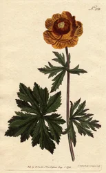Troll o bola de oro asiática con flor amarilla oscura, nativa de Siberia y Capadocia. Trollius asiaticus. Grabado en cobre coloreado a mano de una ilustración botánica de Sydenham Edwards