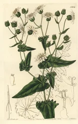 Achicoria almizclada de hojas de nabo, Moscharia pinnatifida, del Registro Botánico de Sydenham Edwards